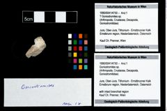 Foto (Objekt + Etikett) von Goniodromites sp.  (NHMW-GEO-1990-0041-4750)